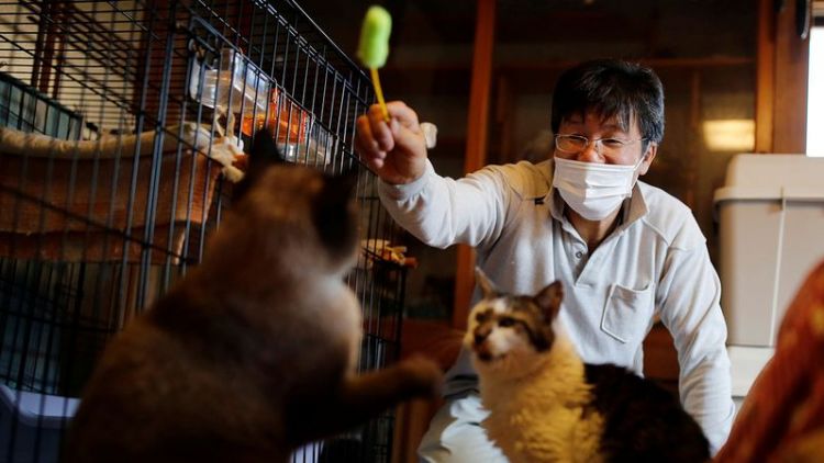 Kucing Fukushima bencana nuklir fukushima kucing japanesestation.com