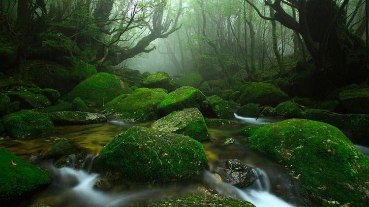 Pulau Yakushima