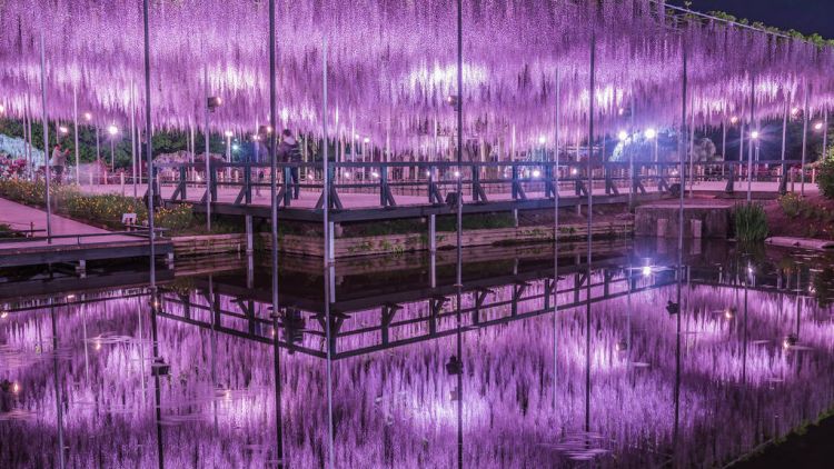 Ashikaga Flower Park Ashikaga Flower Park