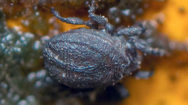 Spesies tungau baru di Jepang ini dinamakan twitter japanesestation.com