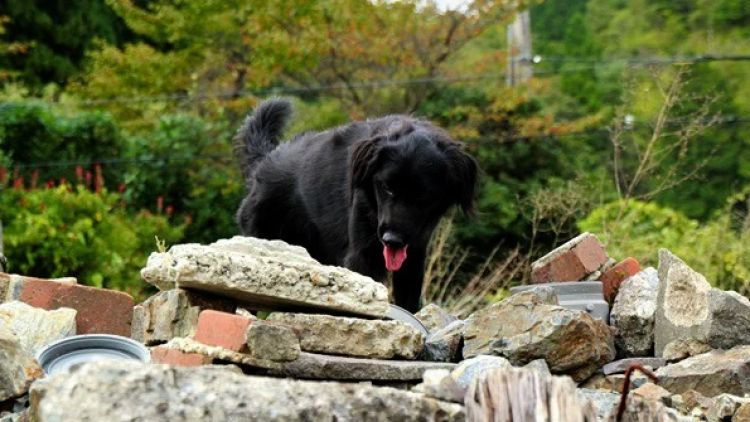 Jagaimo fukushima bencana nuklir anjing penyelamat japanesestation.com