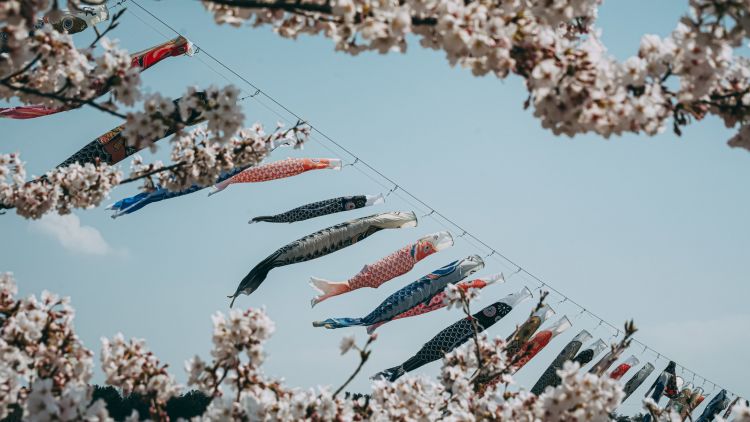 Koinobori hari anak di jepang fakta japanesestation.com