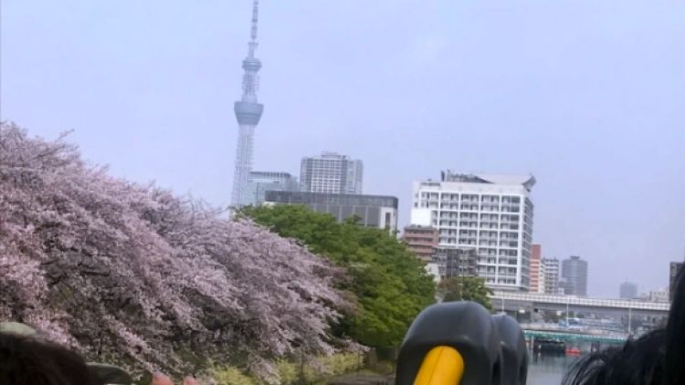 Skyduck Tokyo Tokyo Skytree Course Sakura Week, Soranews24 Skyduck Tokyo Tokyo Skytree Course Sakura Week, Soranews24