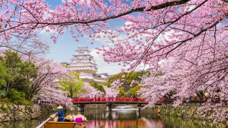 Catat Tanggal-nya Untuk Melihat Bunga Sakura Di Jepang Tahun 2024 Ini ...