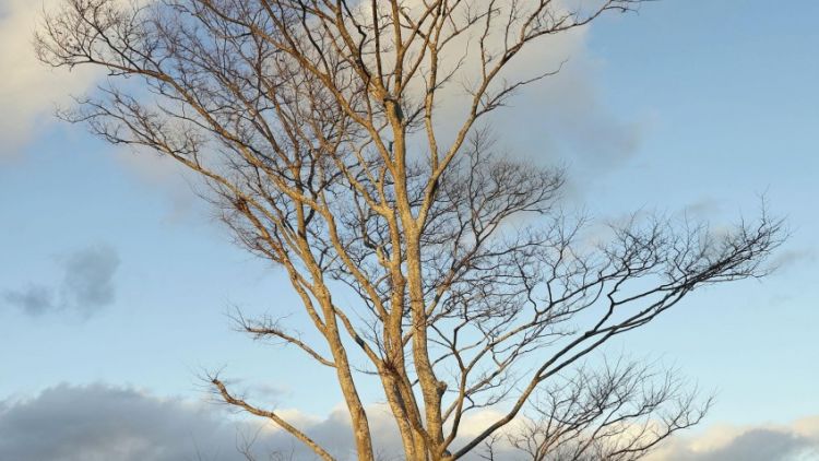 Pohon Penyelamat saat Tsunami di Jepang tahun 2011