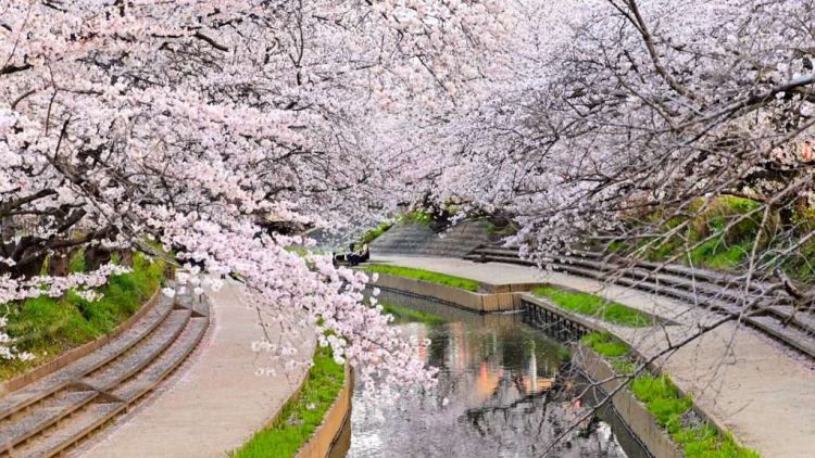 Festival Bunga Sakura Fukiage, Pertama Kalinya dalam 5 Tahun Terakhir Festival Bunga Sakura Fukiage, Pertama Kalinya dalam 5 Tahun Terakhir