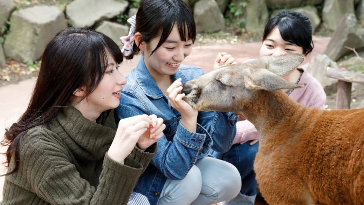 Kyushu Natural Animal Park: Melihat Satwa Liar Afrika dari Jepang
