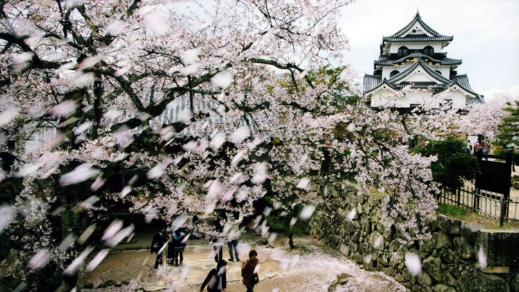 Hikone castle Sakura festival 2024 (Website/Hikone Travel Guide) Hikone castle Sakura festival 2024 (Website/Hikone Travel Guide)
