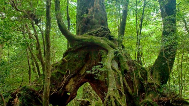 Mengintip Keindahan Alam Yakushima | Berita Jepang Japanesestation.com