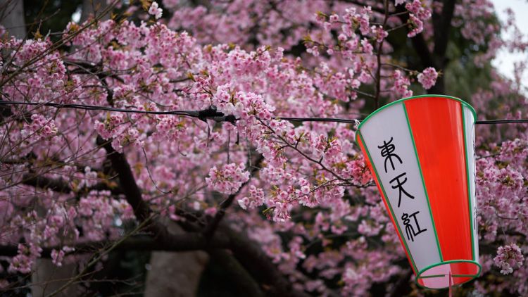 5 Festival Bunga Sakura yang Paling Ditunggu di Jepang 5 Festival Bunga Sakura yang Paling Ditunggu di Jepang