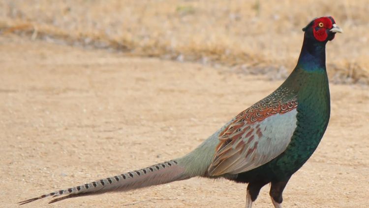 Green Pheasant, Burung Nasional Jepang (Wikimedia/Alpsdake) Green Pheasant, Burung Nasional Jepang (Wikimedia/Alpsdake)