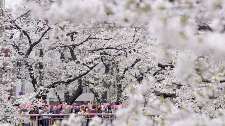 Bunga sakura di tepi Sungai Meguro (Koichiro Tezuka/Mainichi). Bunga sakura di tepi Sungai Meguro (Koichiro Tezuka/Mainichi).