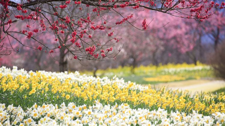 Pemandangan musim semi di Bihoku Hillside Park (PIXTA/ TOM)