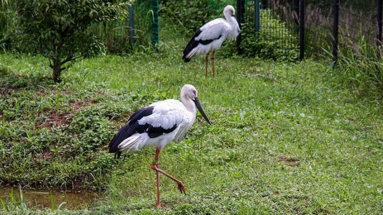 Burung bangau di Kinosaki Onsen (Japan Guide). Burung bangau di Kinosaki Onsen (Japan Guide).
