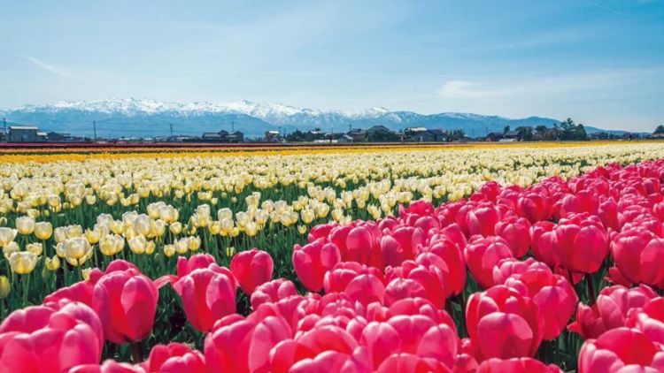 Nyuzen Flower Road dengan latar Pegunungan Alpen Jepang (gaidojapan.com).
