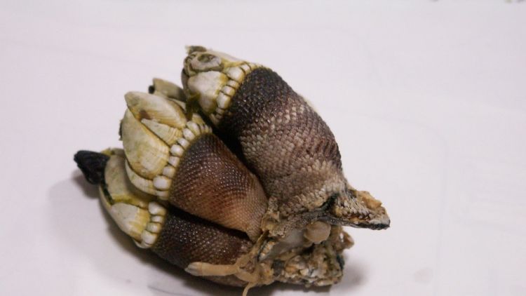 Kamenote, tangan kura-kura yang bisa dimakan (Kasuga Sho/Flickr). Kamenote, tangan kura-kura yang bisa dimakan (Kasuga Sho/Flickr).