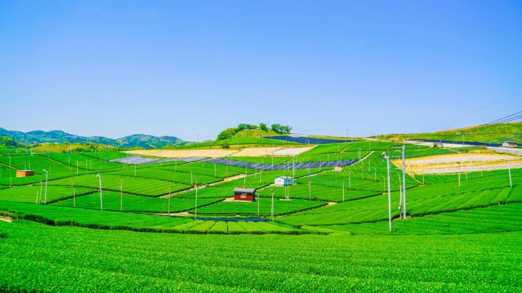 Yame Central Tea Plantation (Visit Fukuoka). Yame Central Tea Plantation (Visit Fukuoka).