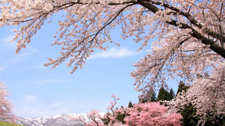 Okitama Sakura Corridor (ZEKKEI Japan).