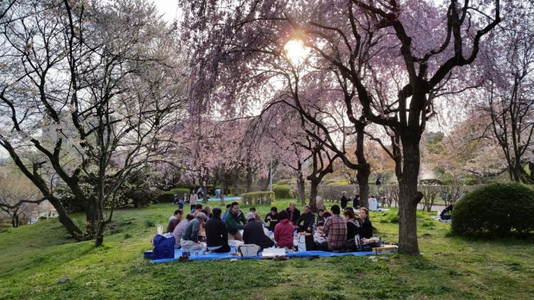 Bunga Sakura di Tsutsujigaoka Park (Visit Miyagi).