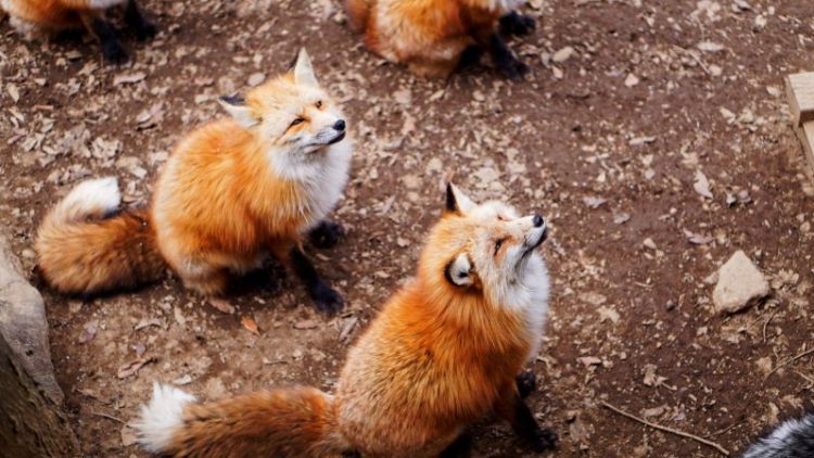 Rubah-rubah yang ada di Zao Fox Village (Rebecca Daum/Japan Travel). Rubah-rubah yang ada di Zao Fox Village (Rebecca Daum/Japan Travel).
