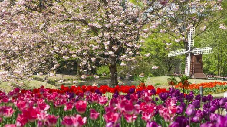 Bunga sakura dan tulip bermekaran saat musim semi (Tottori Hanakairou). Bunga sakura dan tulip bermekaran saat musim semi (Tottori Hanakairou).