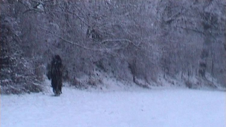 ilustrasi Hibagon (Crytids Fandom).