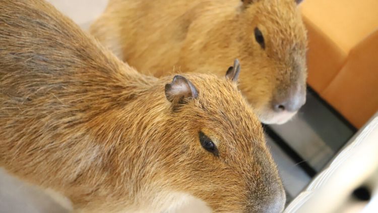 Kafe Kapibara di Tokyo (Cafe Capyba). Kafe Kapibara di Tokyo (Cafe Capyba).