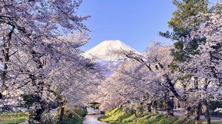 Pemandangan Gunung Fuji saat musim semi di Oshino Hakkai (Visit Yamanakako).