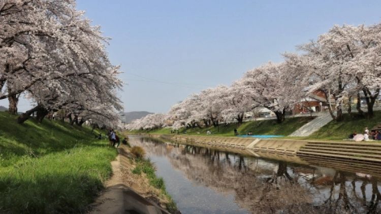 Sungai Shinkasai di kota Kakamigahara yang dipenuhi pohon Sakura (Go Gifu).