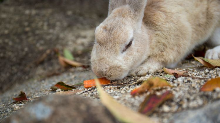 Banyak Kelinci Berkeliling di Pulau Okunoshima (Unsplash/Sam Lee) Banyak Kelinci Berkeliling di Pulau Okunoshima (Unsplash/Sam Lee)