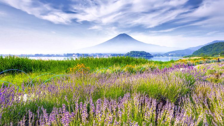 Hamparan bunga lavender di Oishi Park (Windows Spotlight).