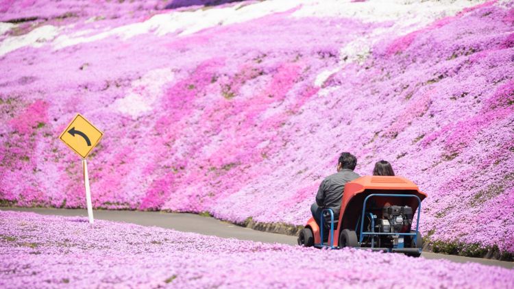 Dua orang pengunjung menaiki go-kart di Higashimokoto Shibazakura Park(Nippon.com).