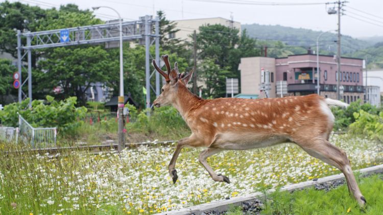 seekor rusa Yeso sika sedang melompat (flickr/fukapon).
