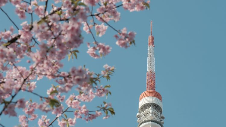 Menara komunikasi Tokyo (Tokyo Tower) saat musim semi (Pexels/Wencheng Jiang) Menara komunikasi Tokyo (Tokyo Tower) saat musim semi (Pexels/Wencheng Jiang)