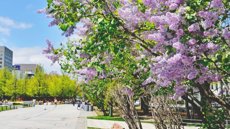 Festival Lilac Sapporo (Sapporo Travel)