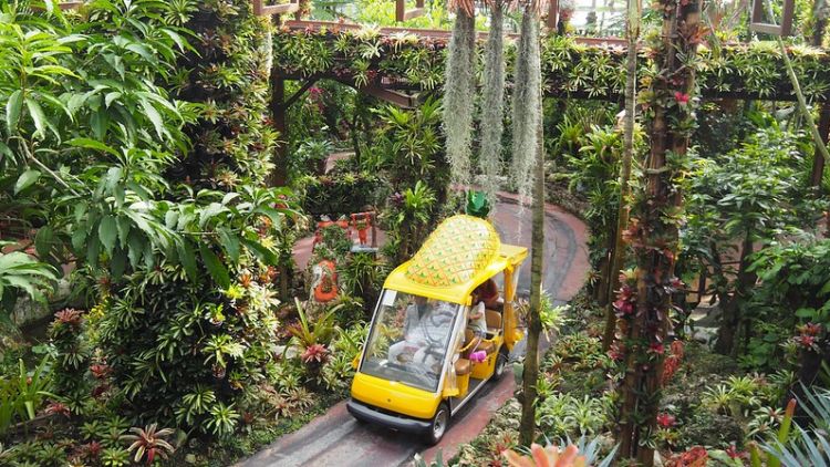 Pengunjung dapat Mengelilingi Taman Nanas dengan Fasilitas yang Disediakan (Flickr/Hotel Kaesong) Pengunjung dapat Mengelilingi Taman Nanas dengan Fasilitas yang Disediakan (Flickr/Hotel Kaesong)