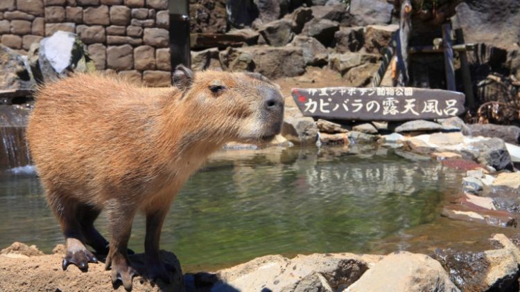 Onsen khusus kapibara (The Gate).