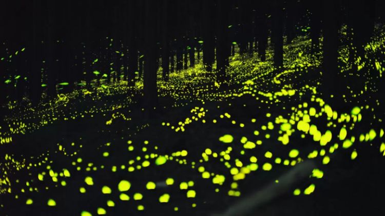 kunang-kunang Himebotaru (matcha). kunang-kunang Himebotaru (matcha).