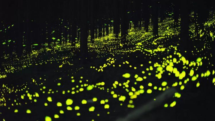 Kunang-kunang di Kesa Nishiawakura (Matcha).