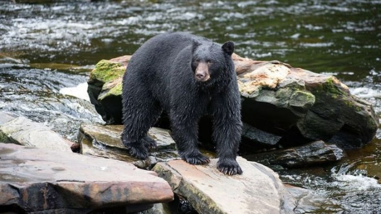 Ilustrasi beruang hitam (usmagazine via Republika Online). Ilustrasi beruang hitam (usmagazine via Republika Online).