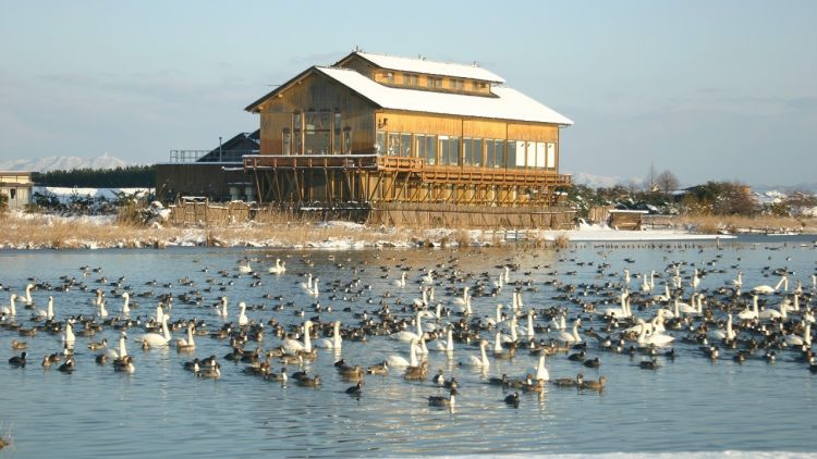 Yonago Waterbirds Sanctuary dibuka sejak tahun 1995 (Guidoor). Yonago Waterbirds Sanctuary dibuka sejak tahun 1995 (Guidoor).