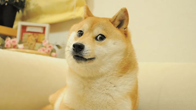 Meme Doge Shiba Inu (Atsuko Sato)