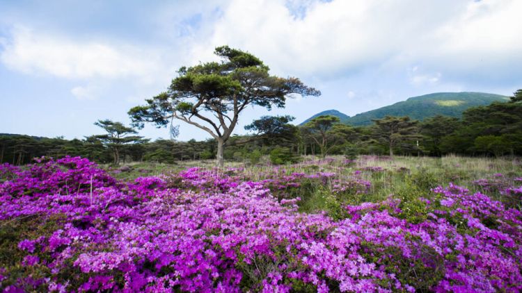 Keindahan dataran tinggi Ebino di musim panas (Aya/PIXTA via GaijinPot Travel). Keindahan dataran tinggi Ebino di musim panas (Aya/PIXTA via GaijinPot Travel).