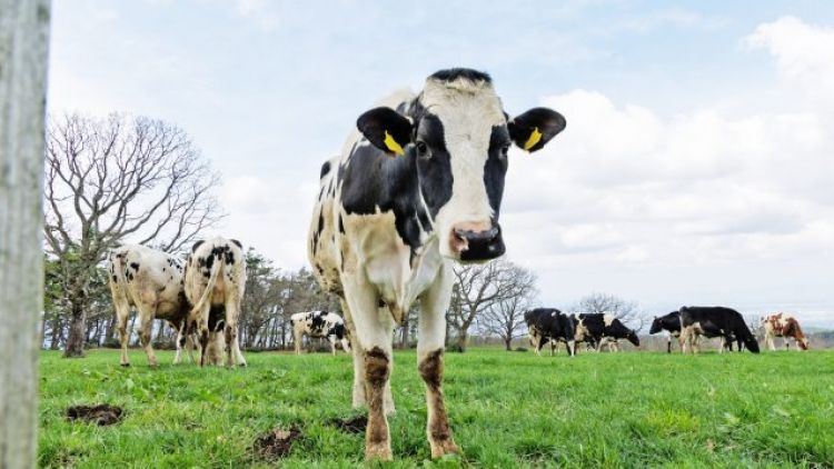 Daisen Makiba Milk no Sato (Good Luck Trip Japan) Daisen Makiba Milk no Sato (Good Luck Trip Japan)