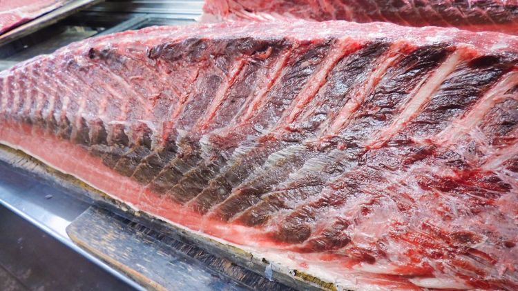 Ikan tuna daging merah tua (Daigo Kawamoto/Nippon.com). Ikan tuna daging merah tua (Daigo Kawamoto/Nippon.com).