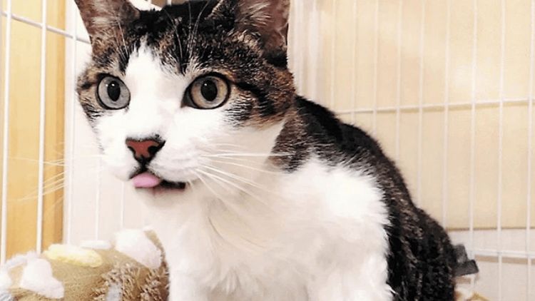 Mii, sosok anabul yang diselamatkan oleh Putri Aiko (JIJI Press) Sosok Anabul milik keluarga kekaisaran jepang