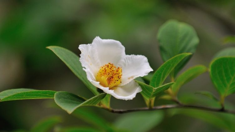 Bunga Natsu Tsubaki di Kuil Torin-in (Japan Travel).