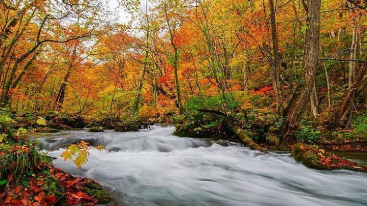 Oirase Keiryu, tujuan wisata alam populer saat musim gugur (Japan Guide). Oirase Keiryu, tujuan wisata alam populer saat musim gugur (Japan Guide).
