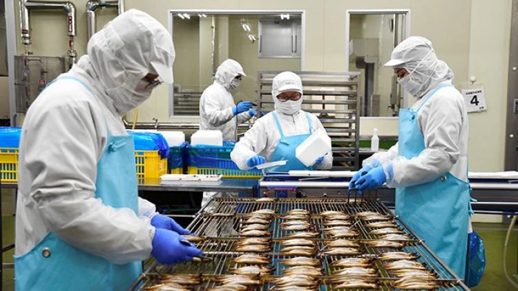 Peserta magang teknis di perusahaan perikanan di Ofunato, Prefektur Iwate (Asahi Shimbun) Peserta magang teknis di perusahaan perikanan di Ofunato, Prefektur Iwate (Asahi Shimbun)