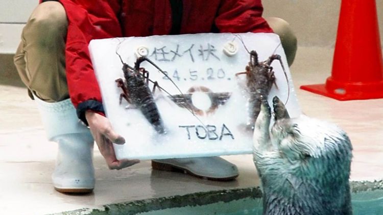 Berang-berang laut menerima kue es dengan lobster di Akuarium Toba di Toba, 